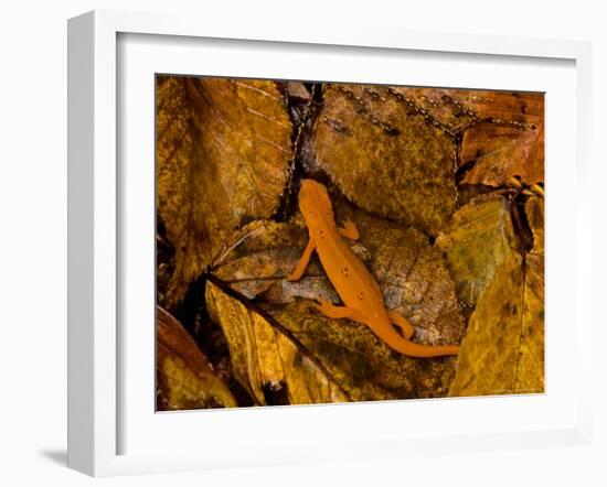 Red-Spotted Newt or Eastern Newt, Salamander, Bennington, Vermont, USA-Joe Restuccia III-Framed Photographic Print