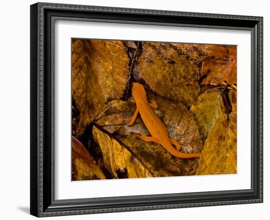 Red-Spotted Newt or Eastern Newt, Salamander, Bennington, Vermont, USA-Joe Restuccia III-Framed Photographic Print