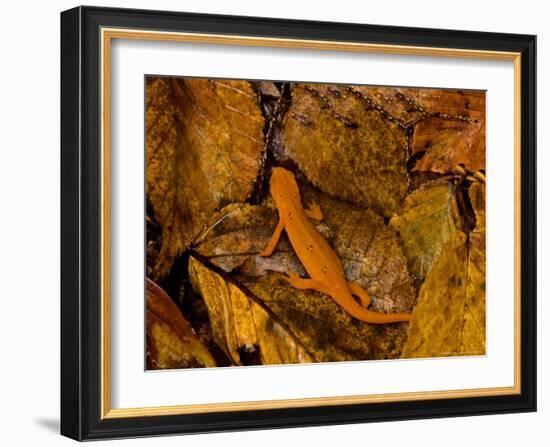 Red-Spotted Newt or Eastern Newt, Salamander, Bennington, Vermont, USA-Joe Restuccia III-Framed Photographic Print