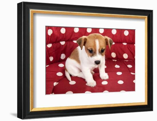 Red Spotted Pet Bed With Little Jack Russel Puppy-Ivonnewierink-Framed Photographic Print