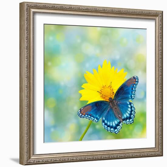 Red-Spotted Purple Admiral On Yellow Coreopsis Flower-Sari ONeal-Framed Photographic Print