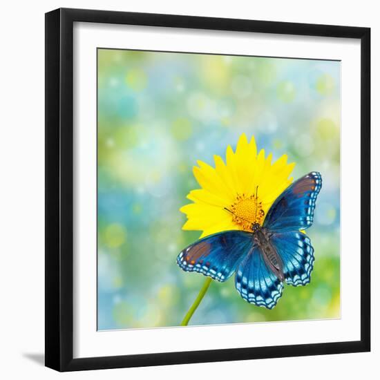 Red-Spotted Purple Admiral On Yellow Coreopsis Flower-Sari ONeal-Framed Photographic Print