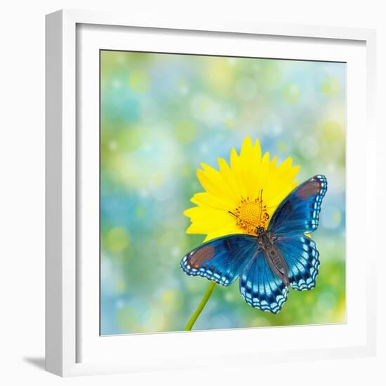 Red-Spotted Purple Admiral On Yellow Coreopsis Flower-Sari ONeal-Framed Photographic Print