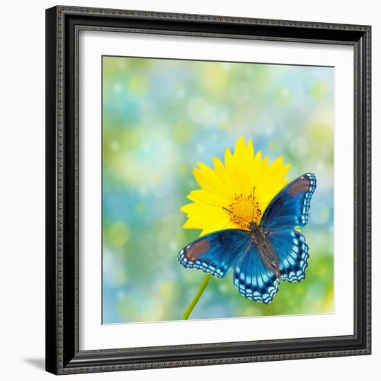 Red-Spotted Purple Admiral On Yellow Coreopsis Flower-Sari ONeal-Framed Photographic Print