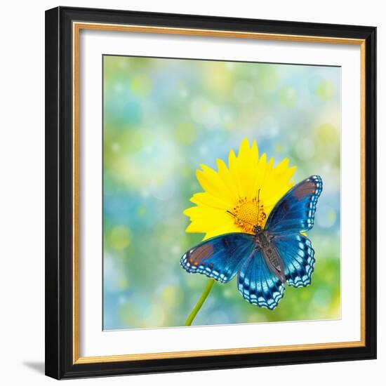 Red-Spotted Purple Admiral On Yellow Coreopsis Flower-Sari ONeal-Framed Photographic Print