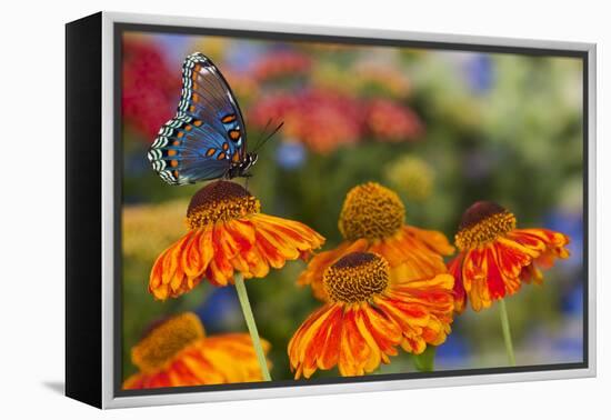 Red Spotted Purple Butterfly-Darrell Gulin-Framed Premier Image Canvas
