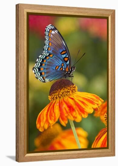 Red-Spotted Purple Butterfly-Darrell Gulin-Framed Premier Image Canvas