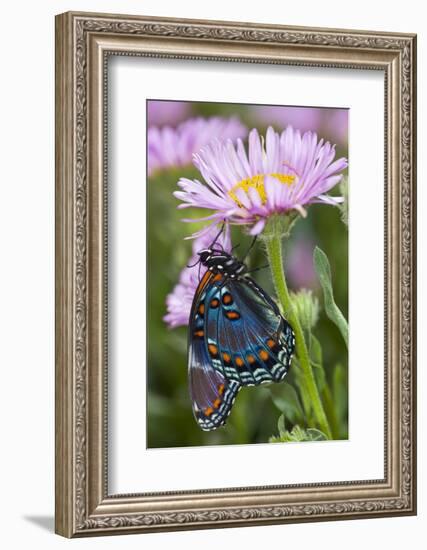 Red-Spotted Purple Butterfly-Darrell Gulin-Framed Photographic Print