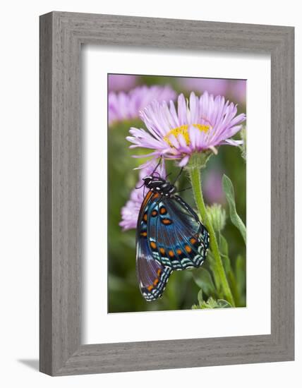 Red-Spotted Purple Butterfly-Darrell Gulin-Framed Photographic Print