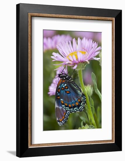 Red-Spotted Purple Butterfly-Darrell Gulin-Framed Photographic Print