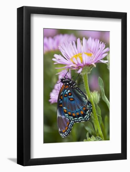 Red-Spotted Purple Butterfly-Darrell Gulin-Framed Photographic Print