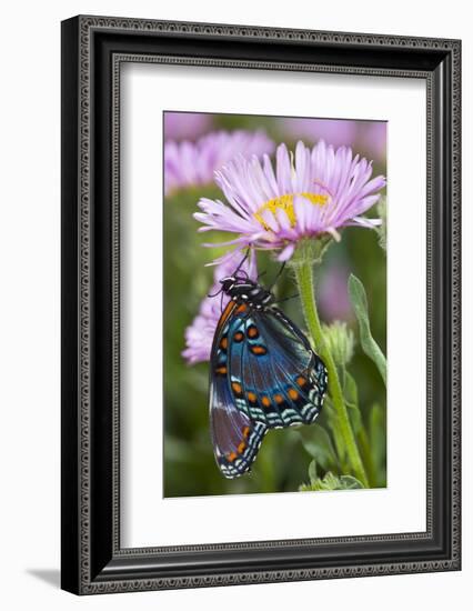 Red-Spotted Purple Butterfly-Darrell Gulin-Framed Photographic Print