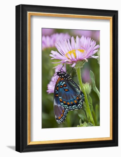 Red-Spotted Purple Butterfly-Darrell Gulin-Framed Photographic Print