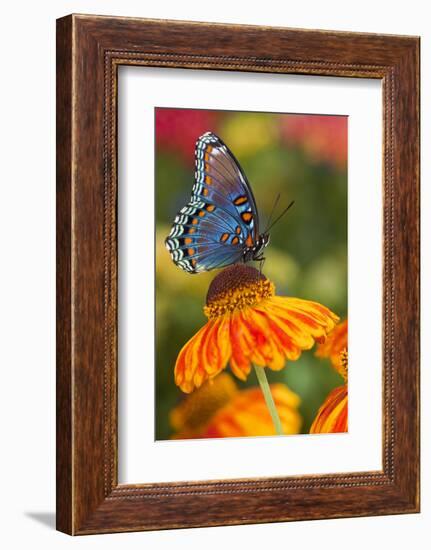 Red-Spotted Purple Butterfly-Darrell Gulin-Framed Photographic Print