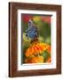 Red-Spotted Purple Butterfly-Darrell Gulin-Framed Photographic Print