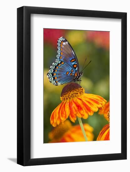 Red-Spotted Purple Butterfly-Darrell Gulin-Framed Photographic Print