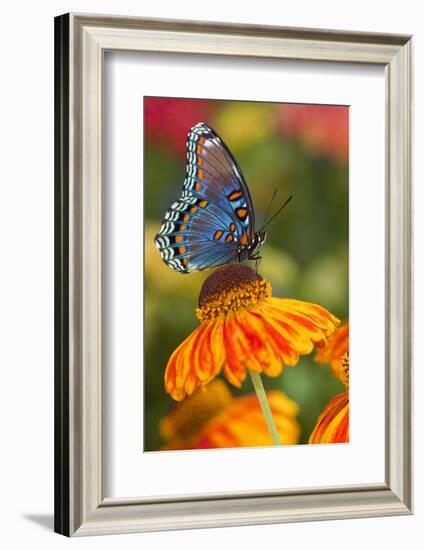 Red-Spotted Purple Butterfly-Darrell Gulin-Framed Photographic Print