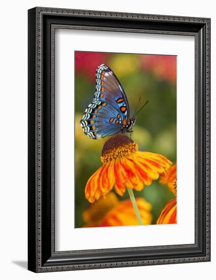 Red-Spotted Purple Butterfly-Darrell Gulin-Framed Photographic Print