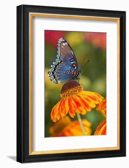 Red-Spotted Purple Butterfly-Darrell Gulin-Framed Photographic Print