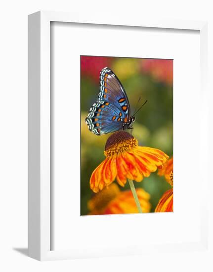 Red-Spotted Purple Butterfly-Darrell Gulin-Framed Photographic Print