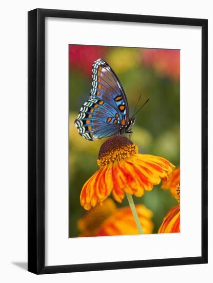 Red-Spotted Purple Butterfly-Darrell Gulin-Framed Photographic Print