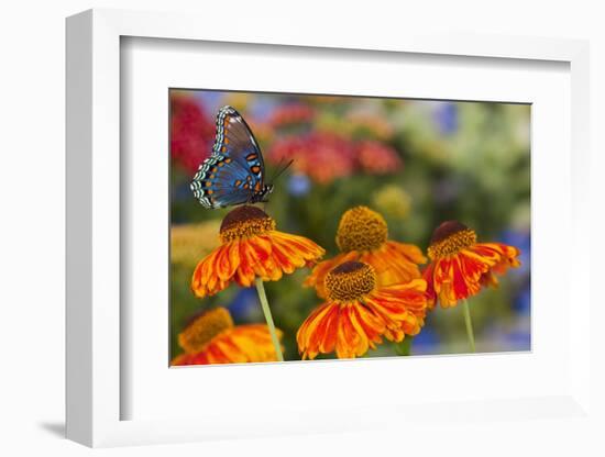 Red Spotted Purple Butterfly-Darrell Gulin-Framed Photographic Print