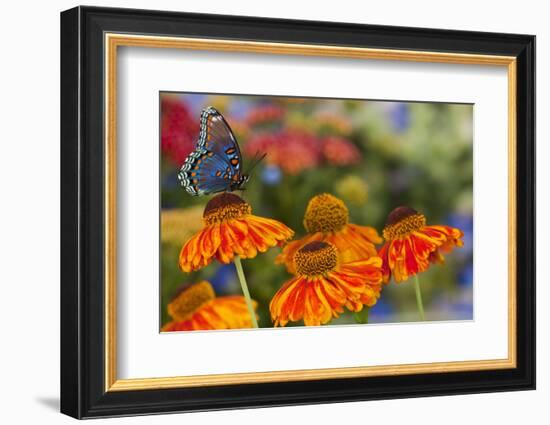 Red Spotted Purple Butterfly-Darrell Gulin-Framed Photographic Print