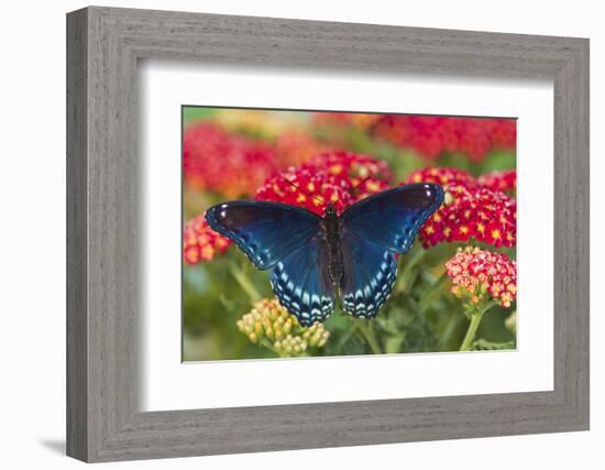 Red Spotted Purple Butterfly-Darrell Gulin-Framed Photographic Print