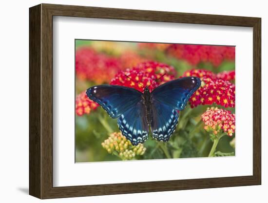 Red Spotted Purple Butterfly-Darrell Gulin-Framed Photographic Print