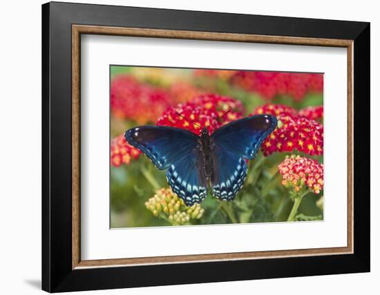 Red Spotted Purple Butterfly-Darrell Gulin-Framed Photographic Print