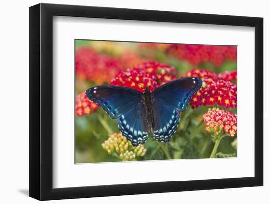 Red Spotted Purple Butterfly-Darrell Gulin-Framed Photographic Print