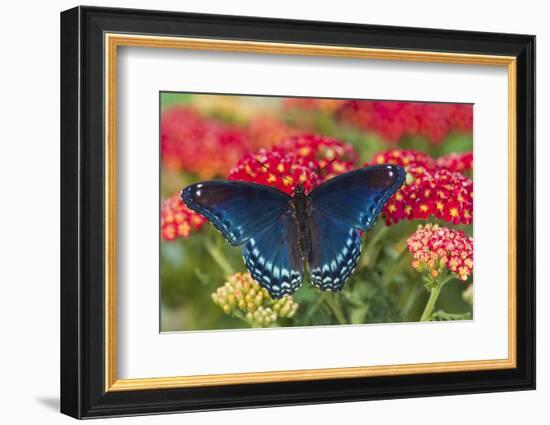 Red Spotted Purple Butterfly-Darrell Gulin-Framed Photographic Print