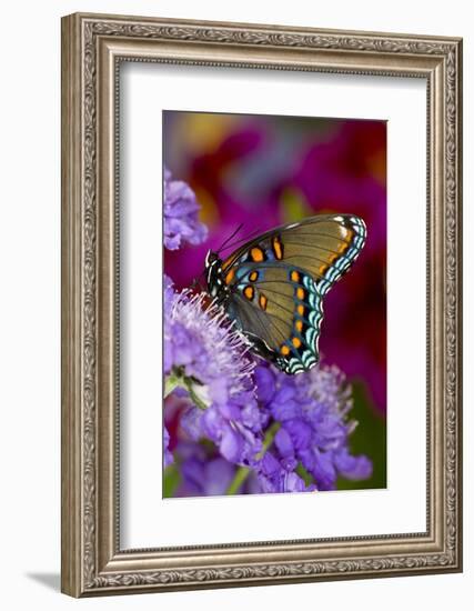 Red-Spotted Purple Butterfly-Darrell Gulin-Framed Photographic Print