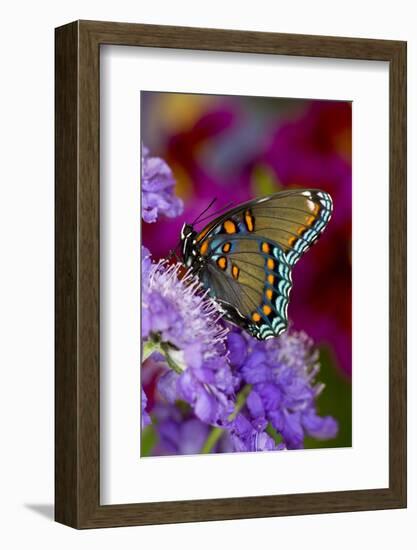 Red-Spotted Purple Butterfly-Darrell Gulin-Framed Photographic Print