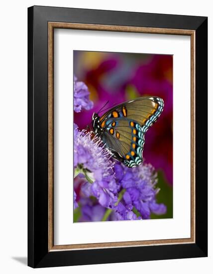 Red-Spotted Purple Butterfly-Darrell Gulin-Framed Photographic Print