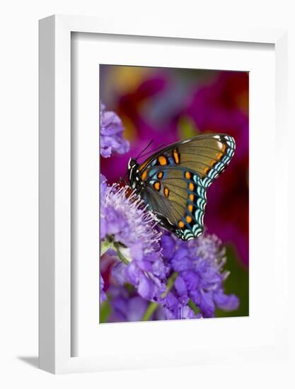 Red-Spotted Purple Butterfly-Darrell Gulin-Framed Photographic Print