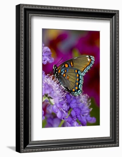 Red-Spotted Purple Butterfly-Darrell Gulin-Framed Photographic Print