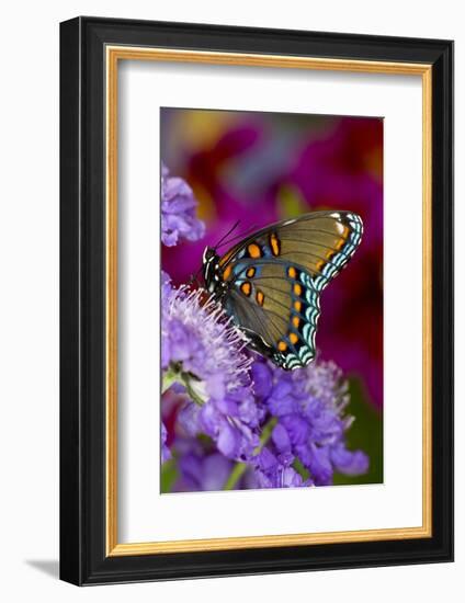 Red-Spotted Purple Butterfly-Darrell Gulin-Framed Photographic Print