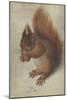 Red Squirrel, 1578 (W/C and Gouache on Parchment)-Hans Hoffmann-Mounted Giclee Print