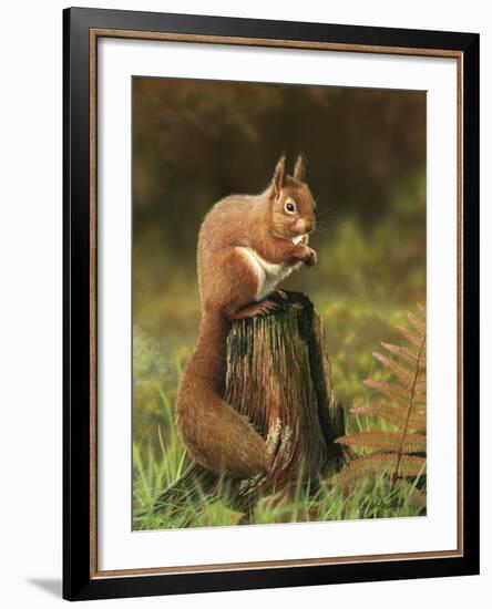 Red Squirrel 5753-Nigel Artingstall-Framed Giclee Print