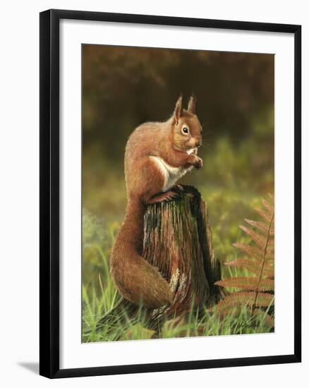 Red Squirrel 5753-Nigel Artingstall-Framed Giclee Print