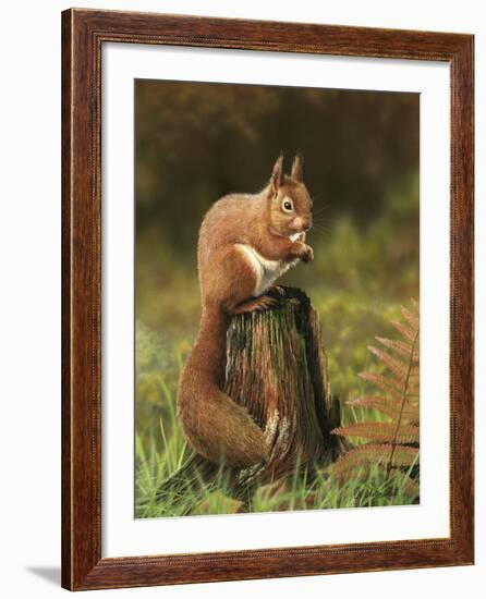 Red Squirrel 5753-Nigel Artingstall-Framed Giclee Print