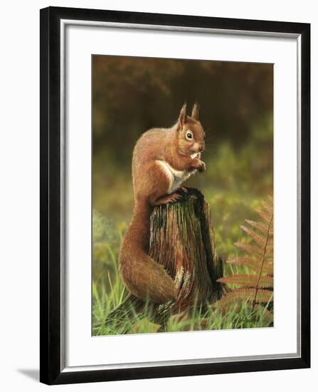 Red Squirrel 5753-Nigel Artingstall-Framed Giclee Print
