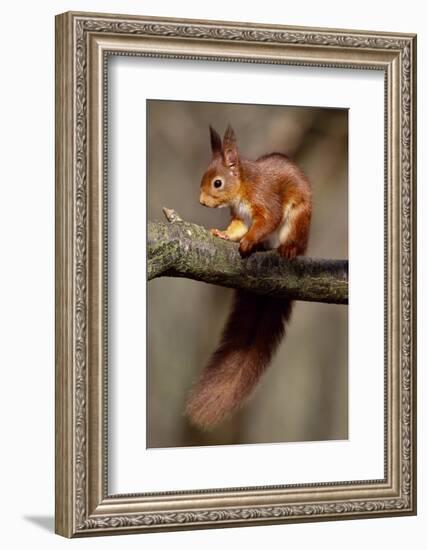 Red squirrel adult in winter coat in deciduous woodland, Berwickshire, Scotland-Laurie Campbell-Framed Photographic Print