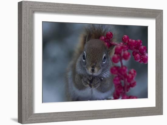 Red Squirrel And Berries-Andre Villeneuve-Framed Photographic Print