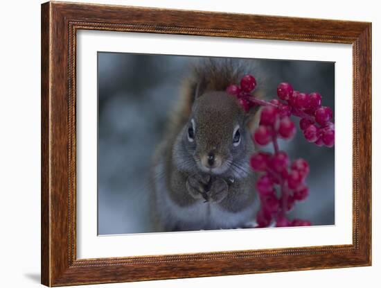 Red Squirrel And Berries-Andre Villeneuve-Framed Photographic Print