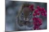 Red Squirrel And Berries-Andre Villeneuve-Mounted Photographic Print