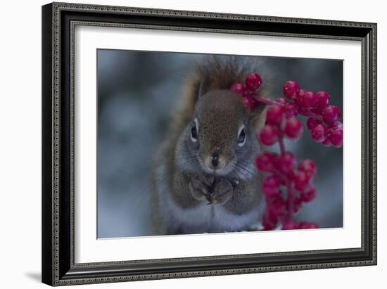 Red Squirrel And Berries-Andre Villeneuve-Framed Photographic Print