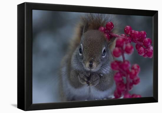 Red Squirrel And Berries-Andre Villeneuve-Framed Premier Image Canvas