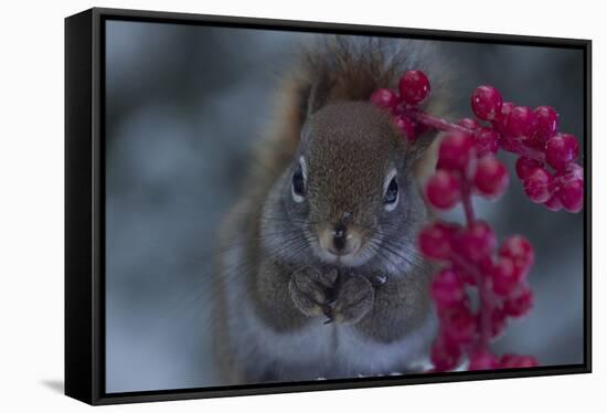 Red Squirrel And Berries-Andre Villeneuve-Framed Premier Image Canvas